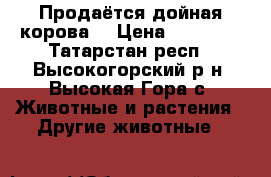 Продаётся дойная корова. › Цена ­ 65 000 - Татарстан респ., Высокогорский р-н, Высокая Гора с. Животные и растения » Другие животные   